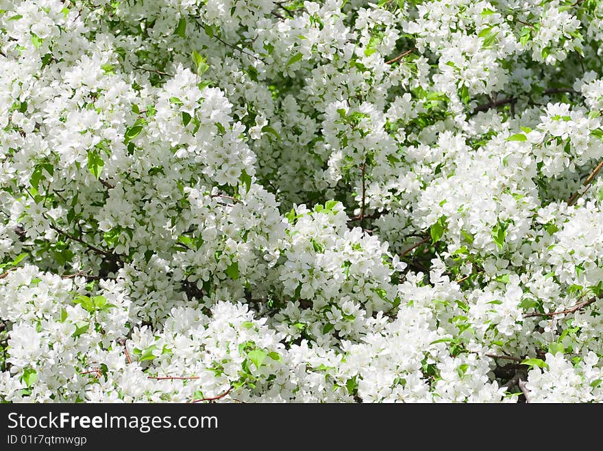 White leafs of the wild apple tree