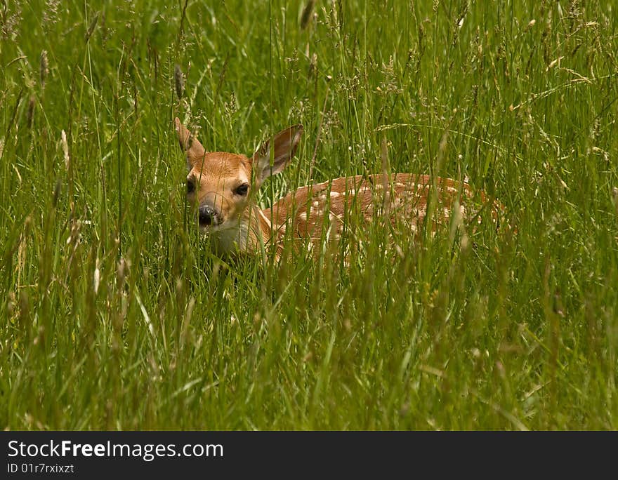 White-tail fawn hiding in grassy field.