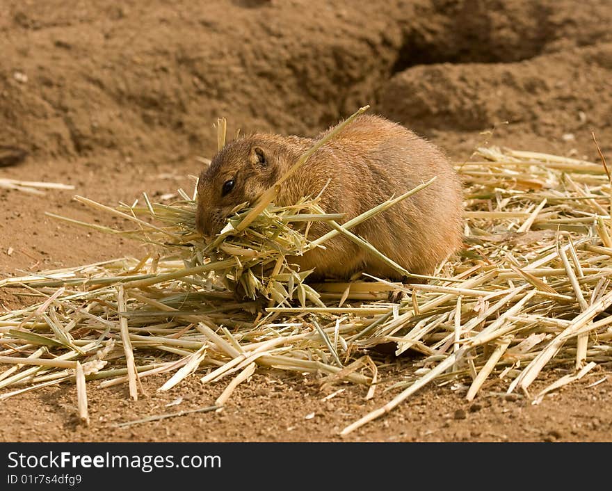 Prairie Dog gathering straw