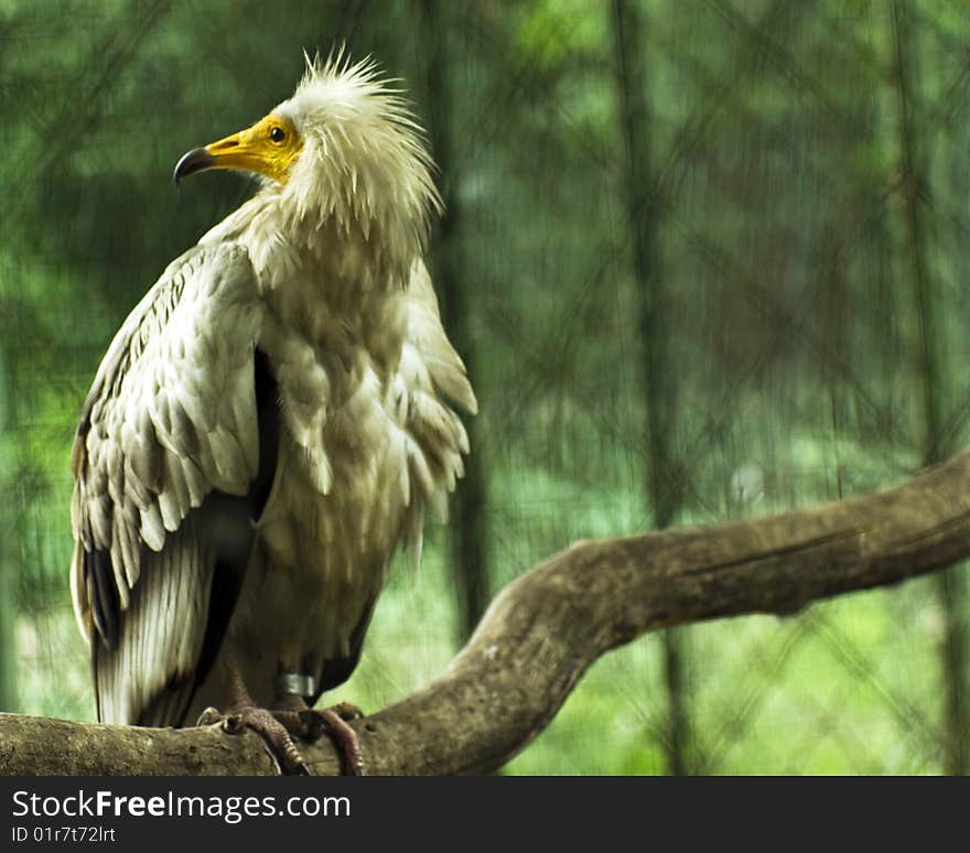 Bird Eagle in the cage