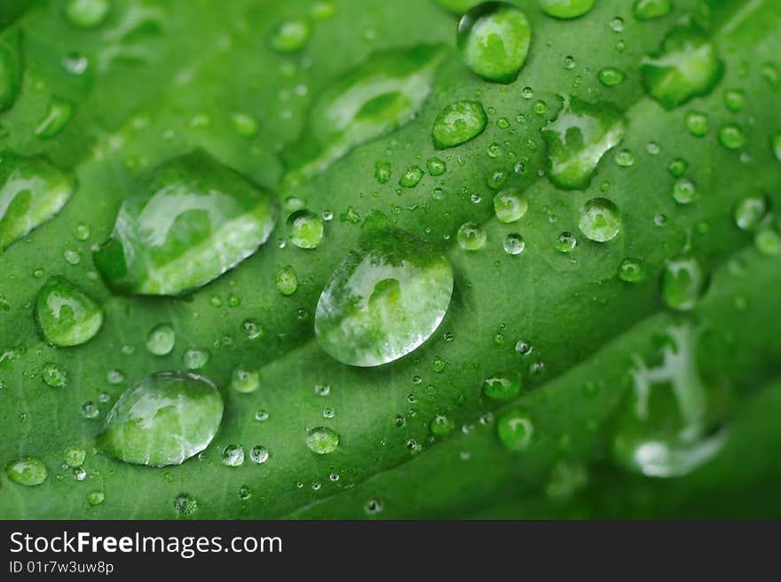 Water drops on a grass