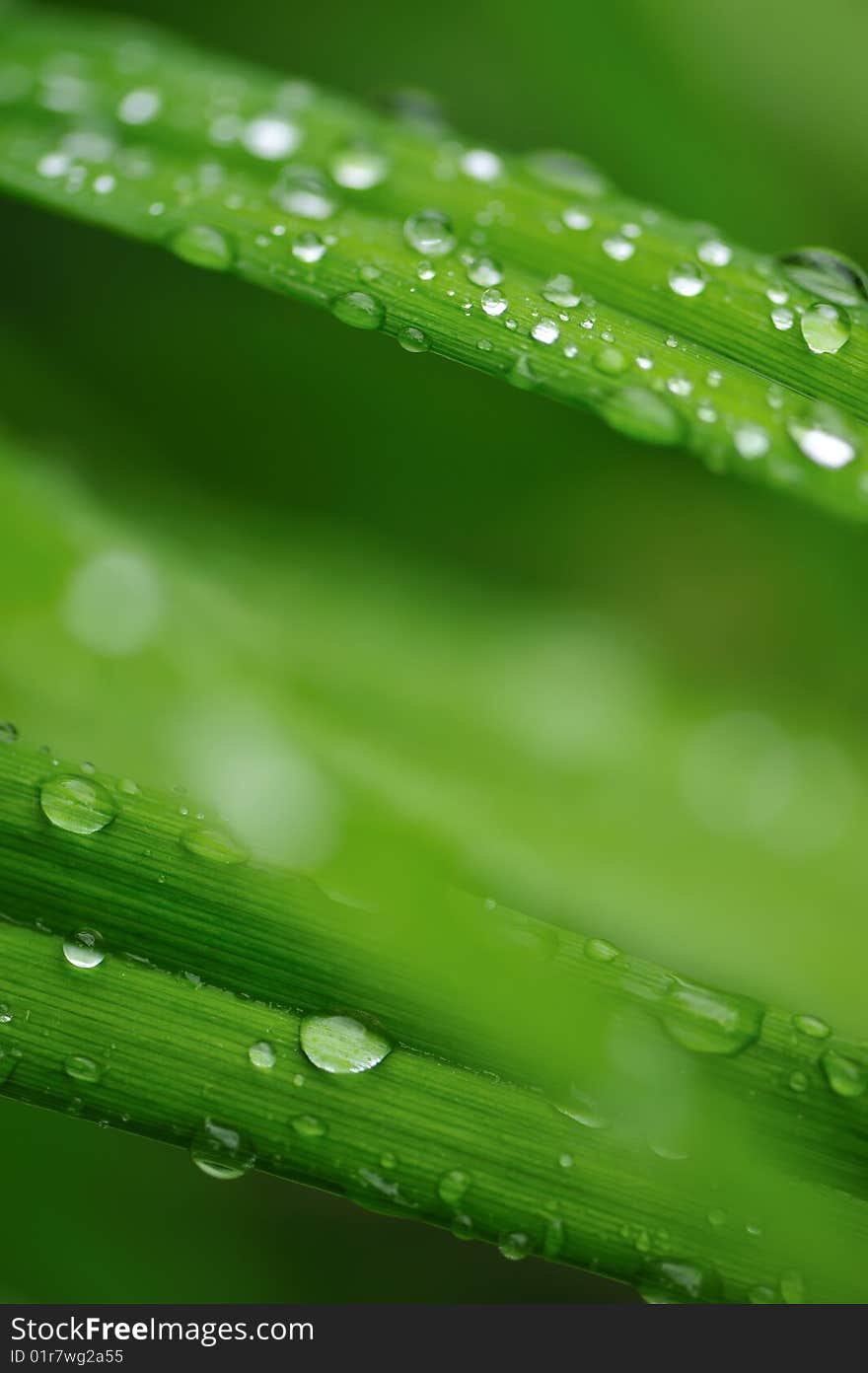 Water drops on a grass