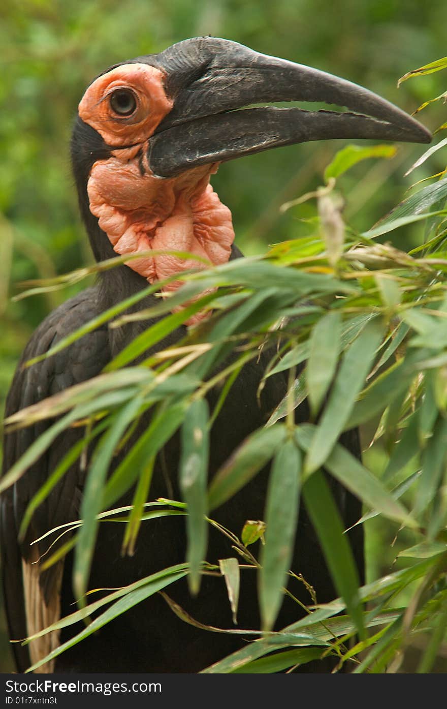 Nosey Hornbill