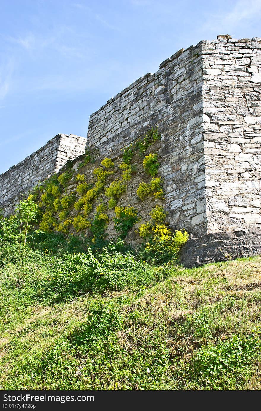 Wild flowers and wall of an ancient building