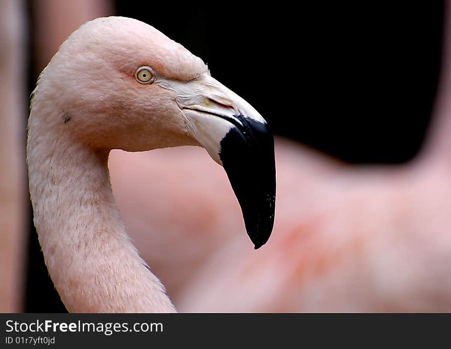 Pink Chilean flamingo head and neck