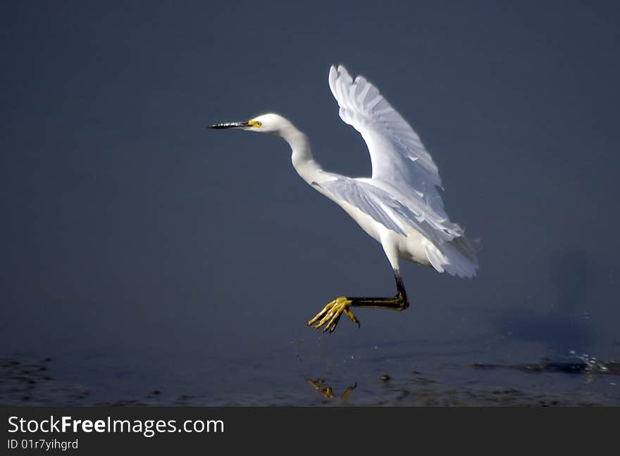 Snowy Egret in Flight