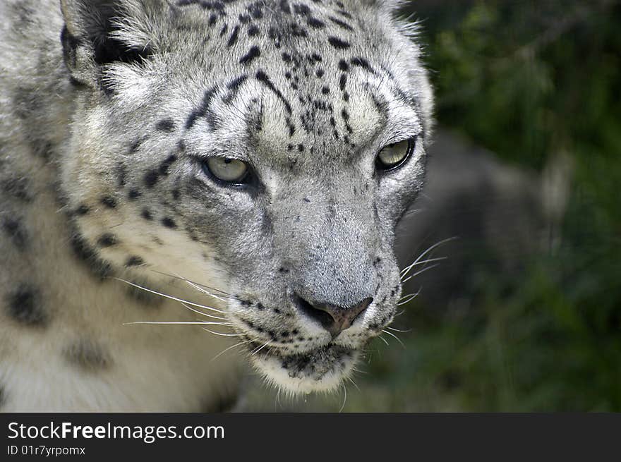 Single captive snow leopard at zoo