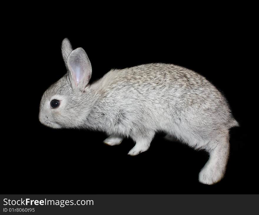 Small rabbit