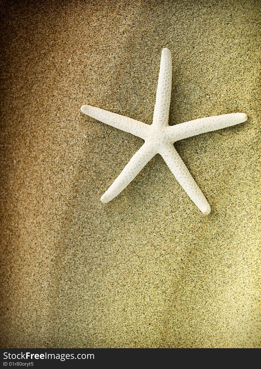 Starfish on a sand beach