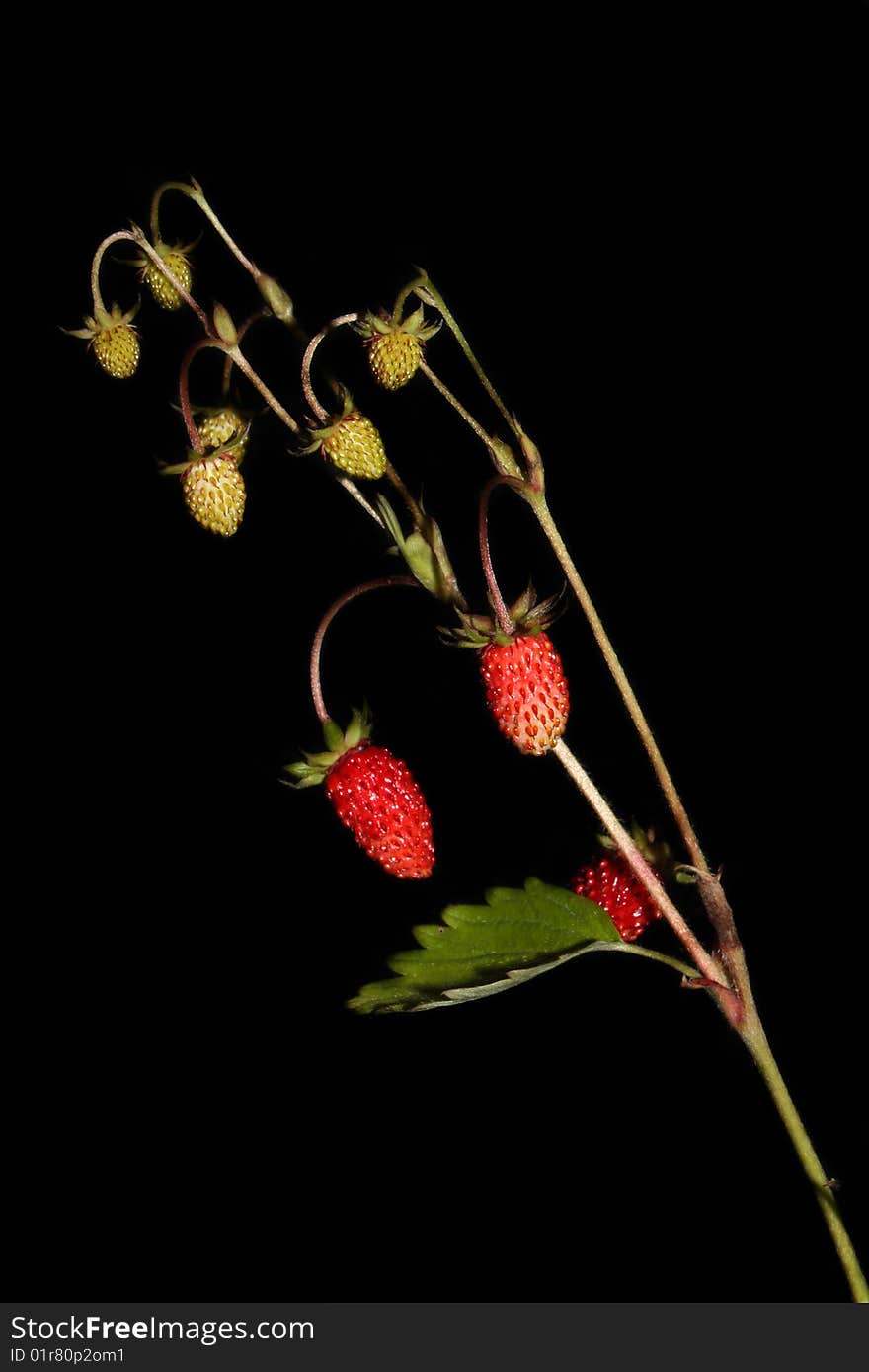 Branch wild strawberry on a black background.