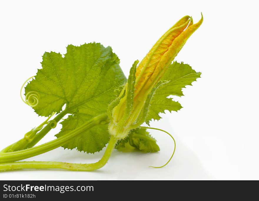 Flowers, leaves marrow fruits isolated on a white background. Flowers, leaves marrow fruits isolated on a white background