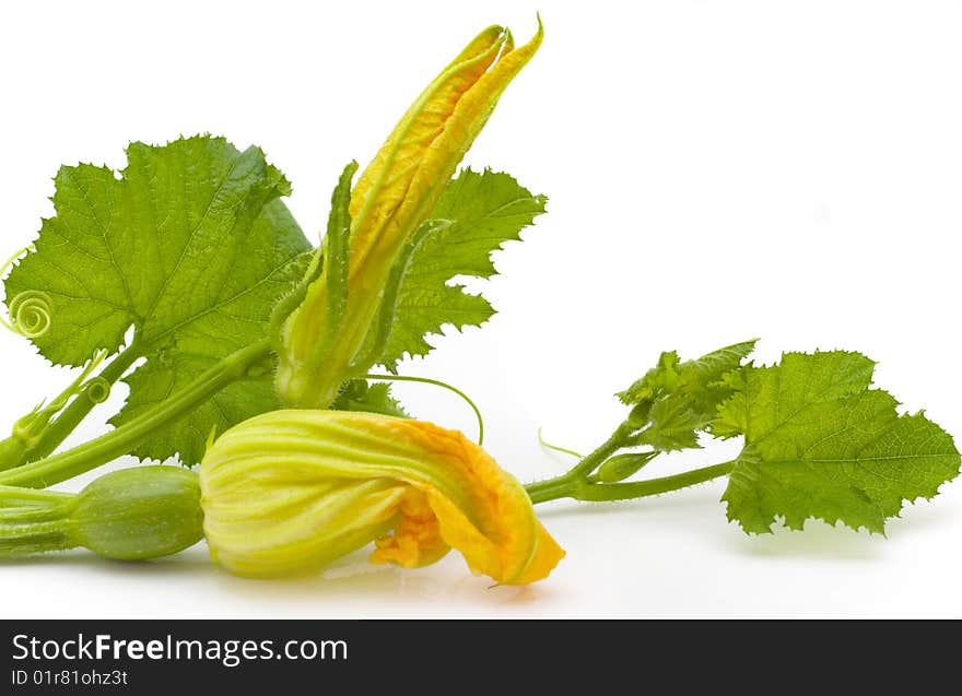 Flowers, leaves  marrow fruits isolated on a white background. Flowers, leaves  marrow fruits isolated on a white background