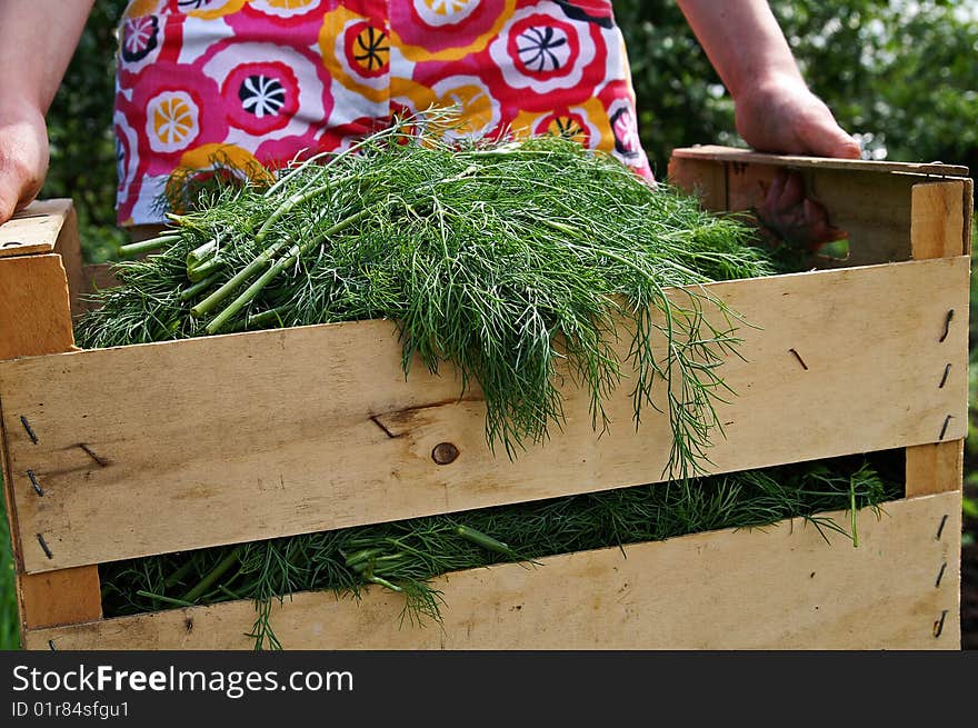 A girl wearing in multicolor shorts holds a wooden garden with fresh new green dill crop, blur background. A girl wearing in multicolor shorts holds a wooden garden with fresh new green dill crop, blur background