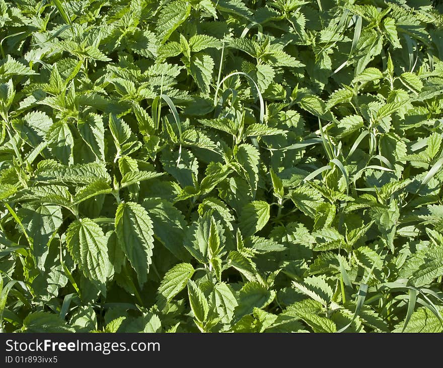 Closeup of green nettle leaves. Closeup of green nettle leaves