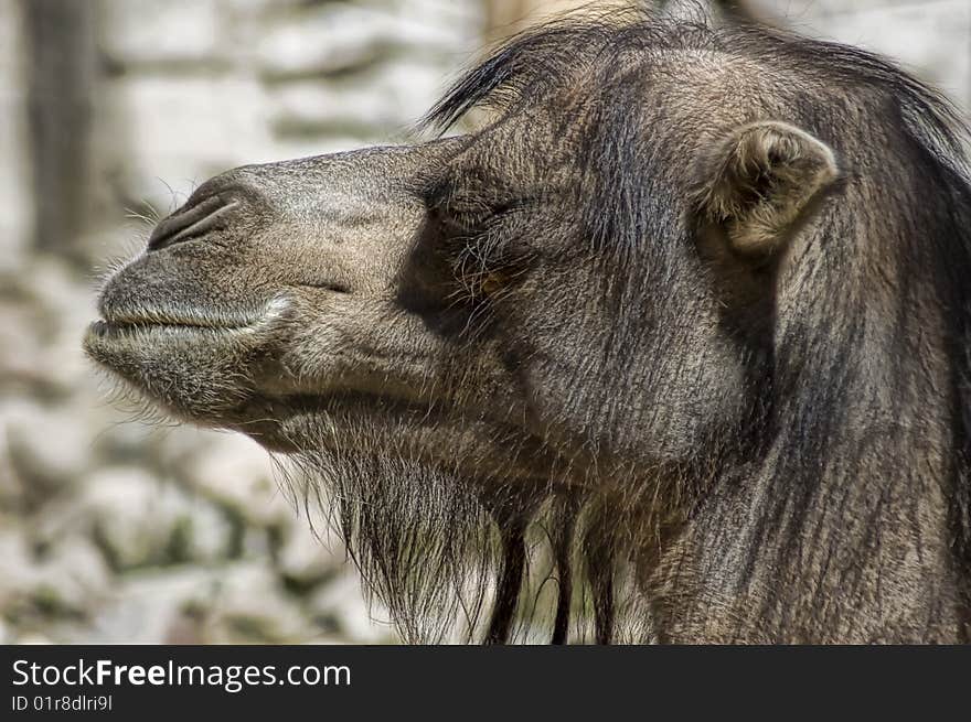 Smiling camel