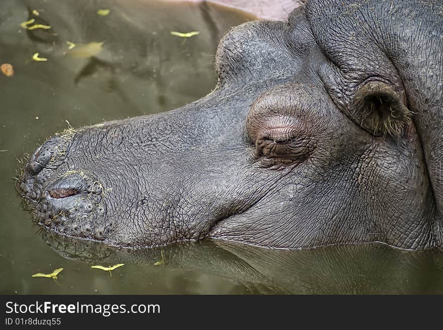 Sleeping Hippopotamus