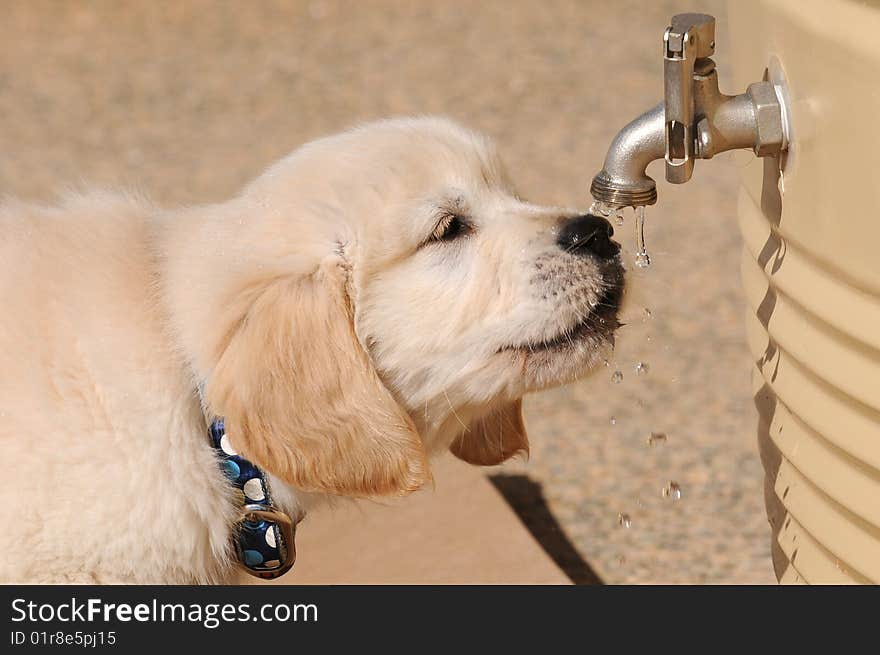 8 week old retriever puppy takes a sip of water from a water butt, Australia. 8 week old retriever puppy takes a sip of water from a water butt, Australia