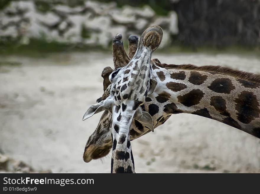 Family of giraffes. Mum and the kid