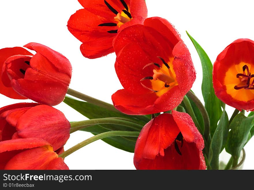 Beautiful bouquet of tulips on a white background