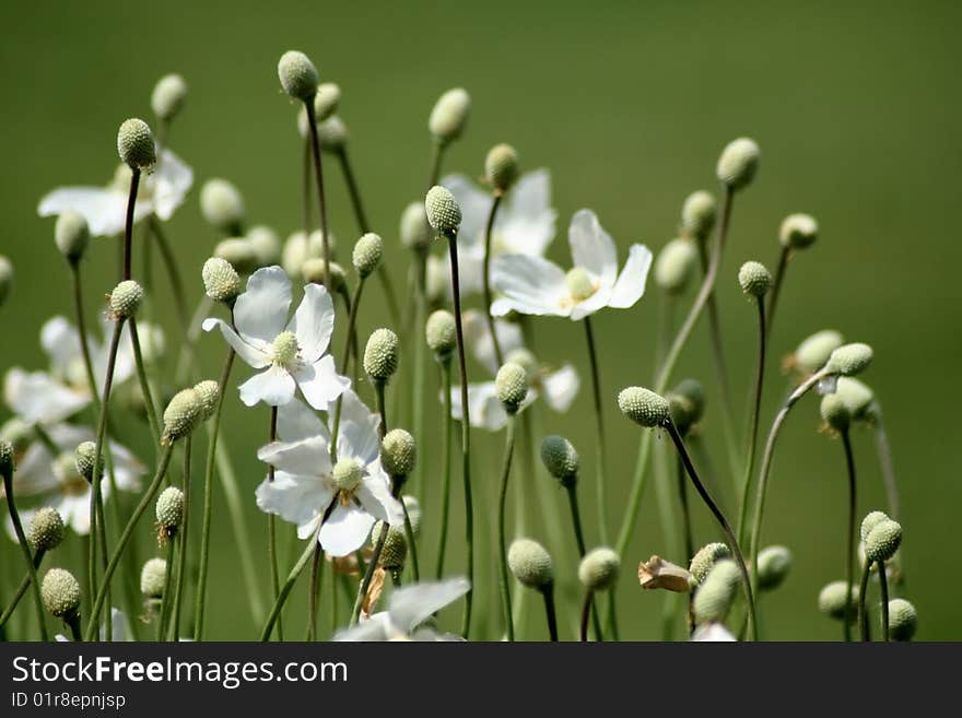 Fade white anemone flowers blossom. Fade white anemone flowers blossom