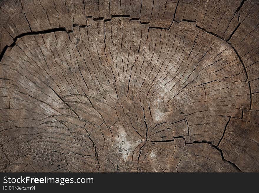 Treetexture