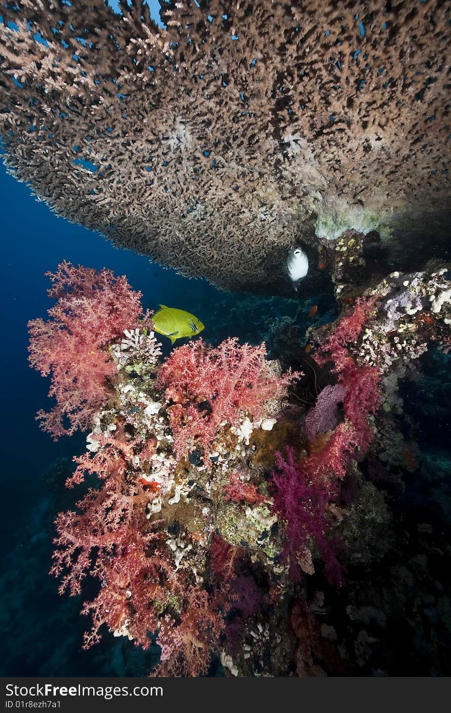 Ocean, coral and sun taken in the red sea.