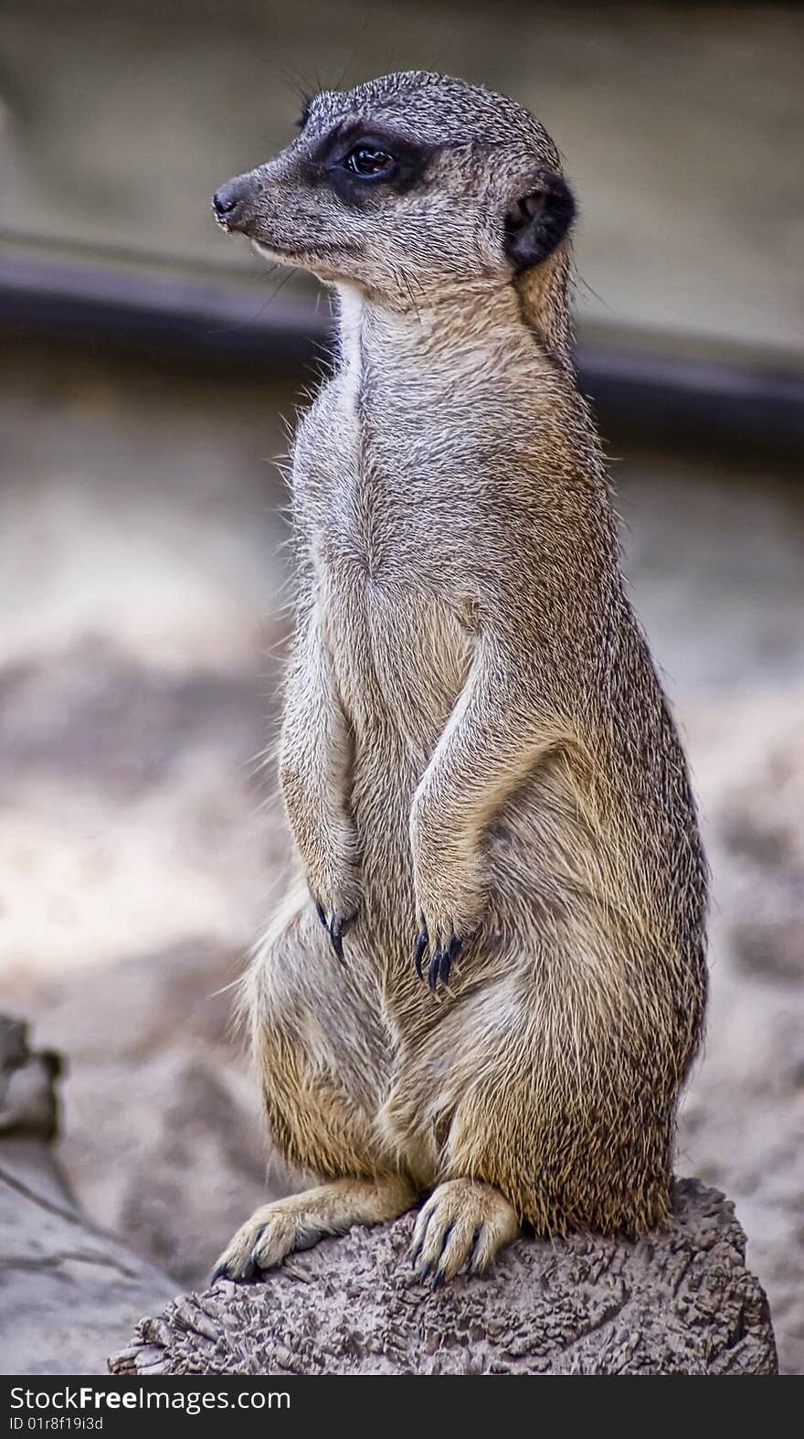 Portrait Of A Suricate