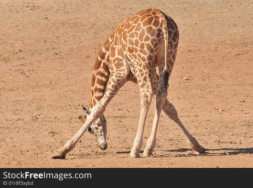 A bandy legged giraffe bending over. A bandy legged giraffe bending over