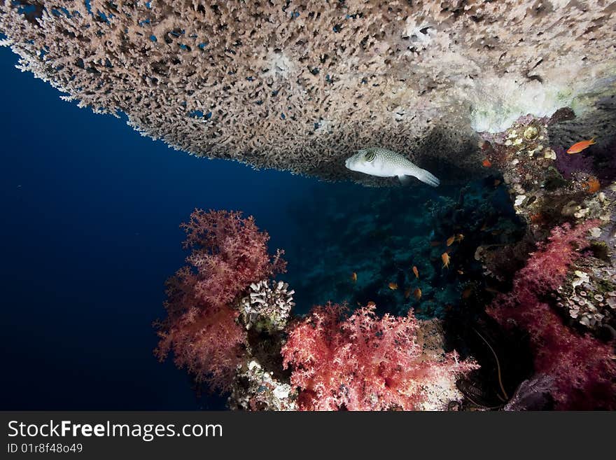 Ocean, coral and sun taken in the red sea.