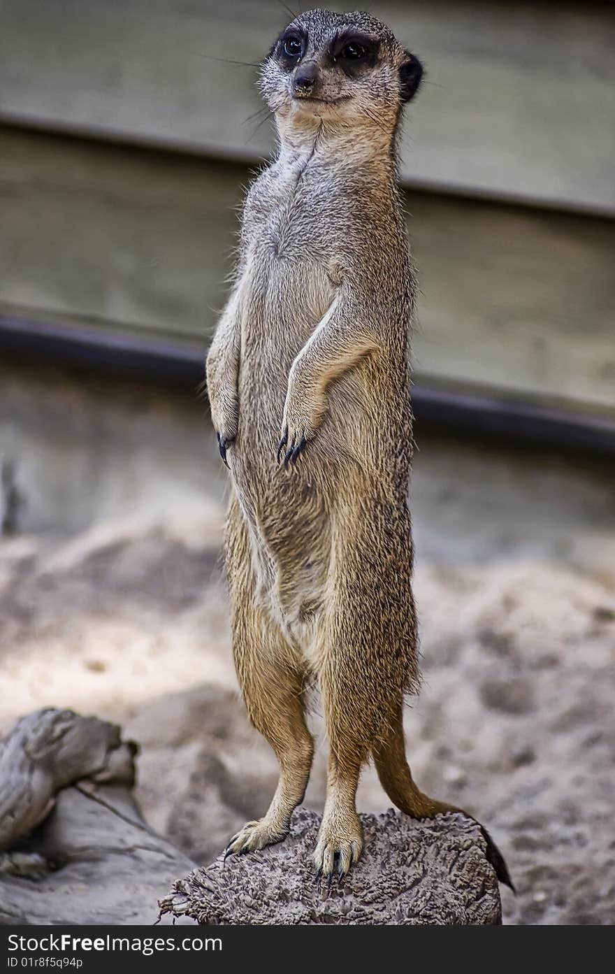 Side profile portrait of a suricate