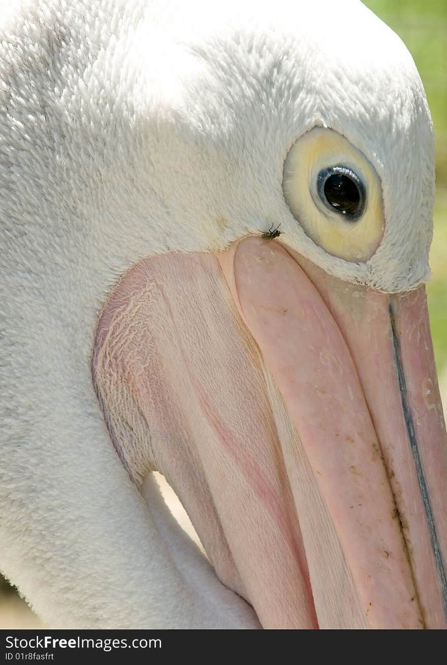 A close up of a pelican. A close up of a pelican