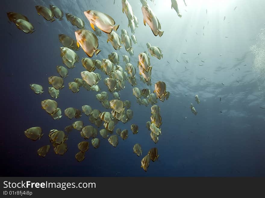 Ocean and orbicular spadefish taken in the red sea.