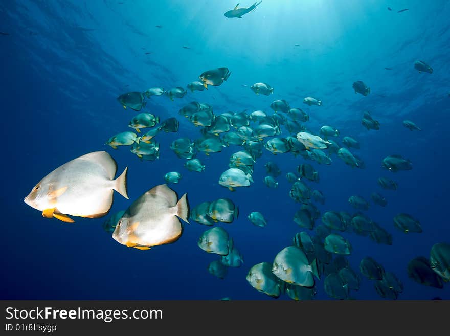 Ocean And Orbicular Spadefish