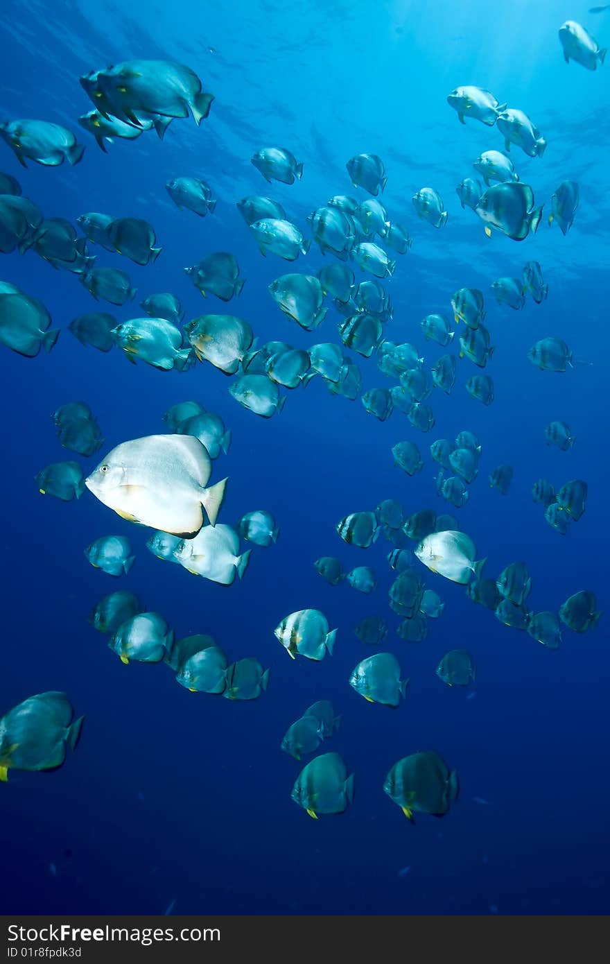 Ocean and orbicular spadefish