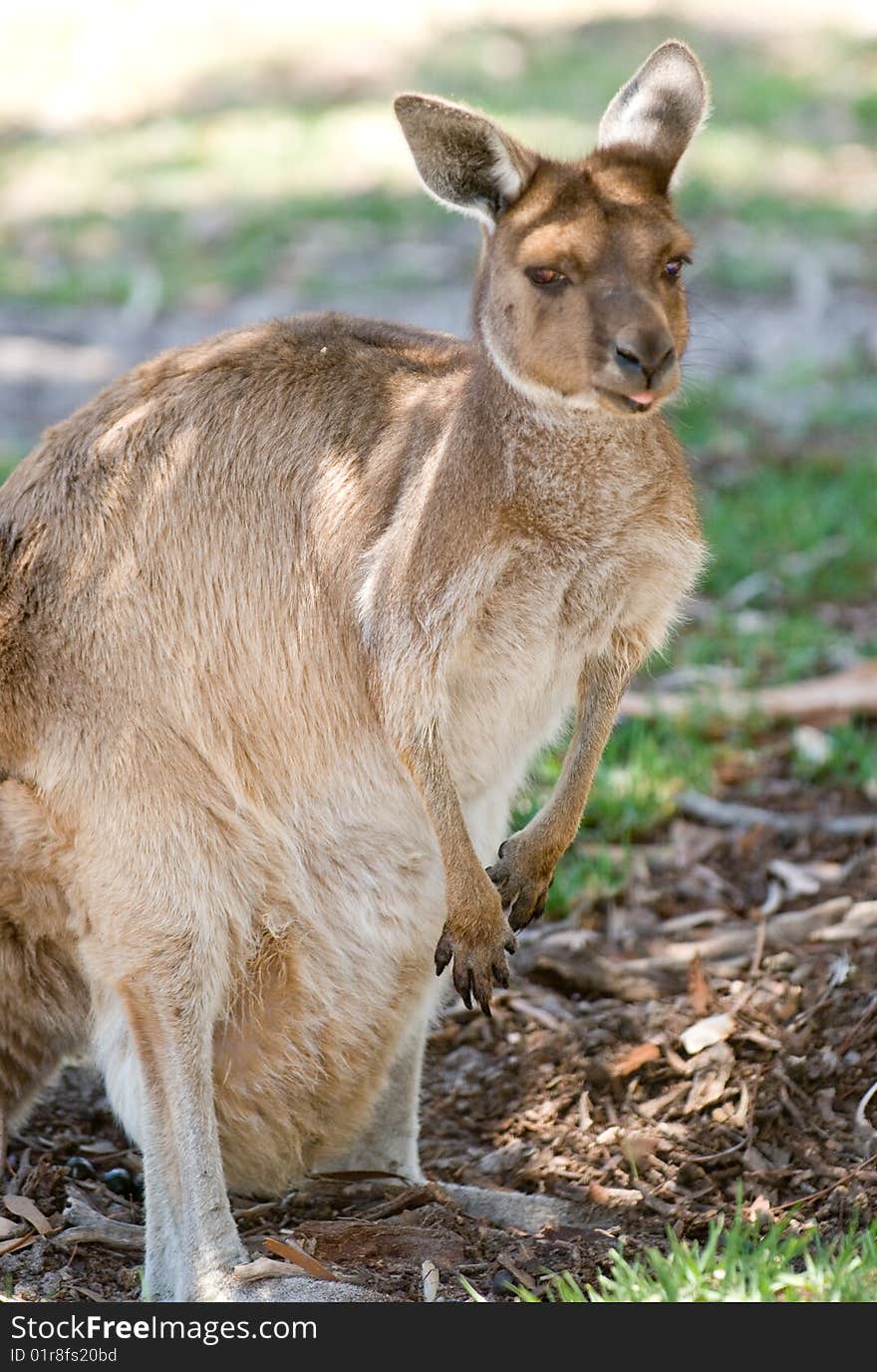 Kangaroo poking his tongue out