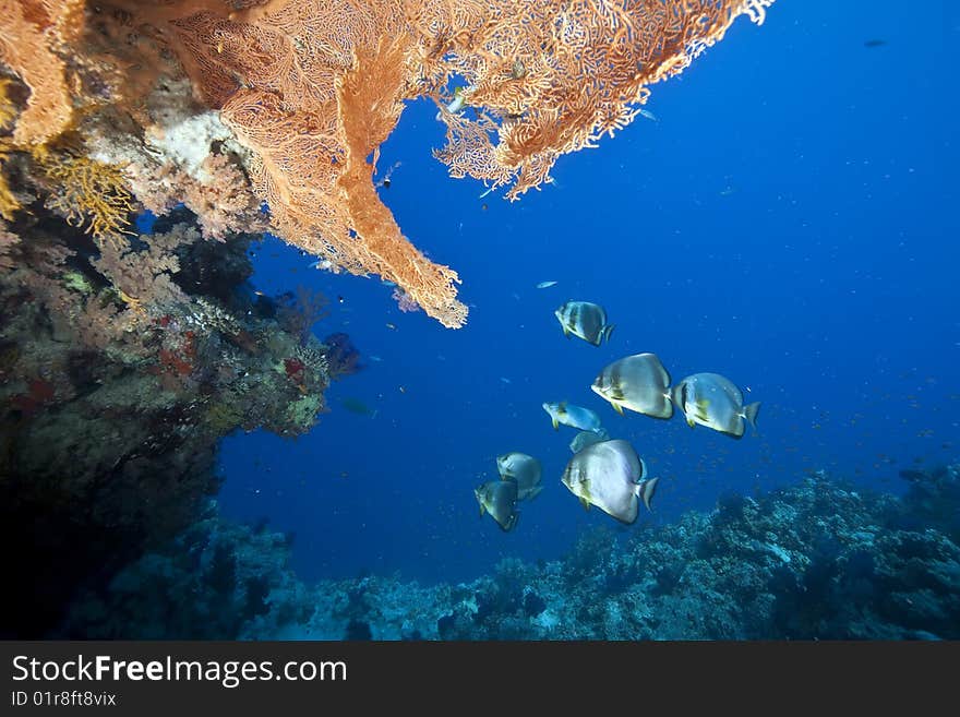 Ocean and orbicular spadefish taken in the red sea.