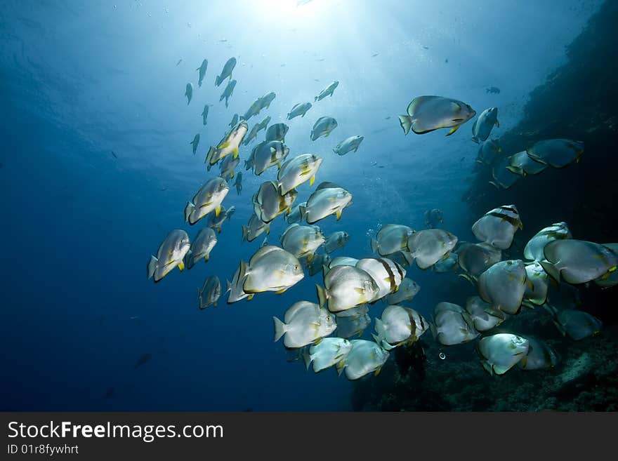 Ocean and orbicular spadefish taken in the red sea.