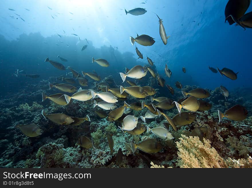 Ocean, coral and unicornfish taken in the red sea.