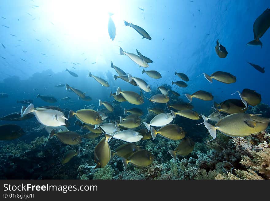 Ocean, Coral And Unicornfish