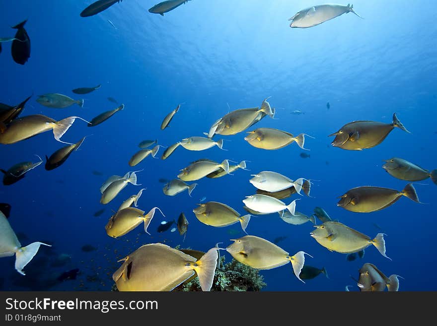 Ocean, coral and unicornfish