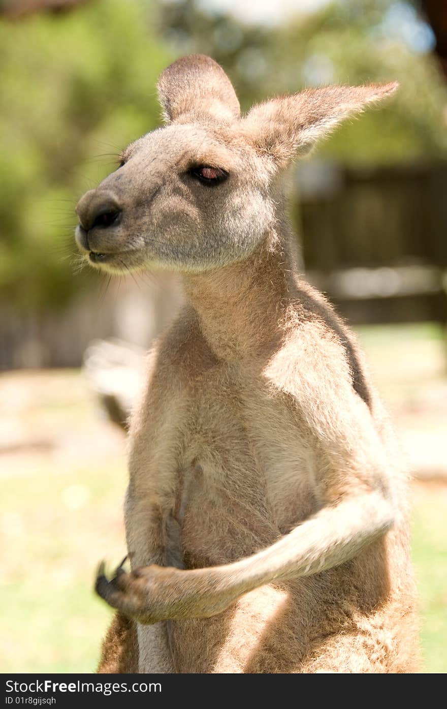 A kangaroo appearing to be sticking up two fingers. A kangaroo appearing to be sticking up two fingers