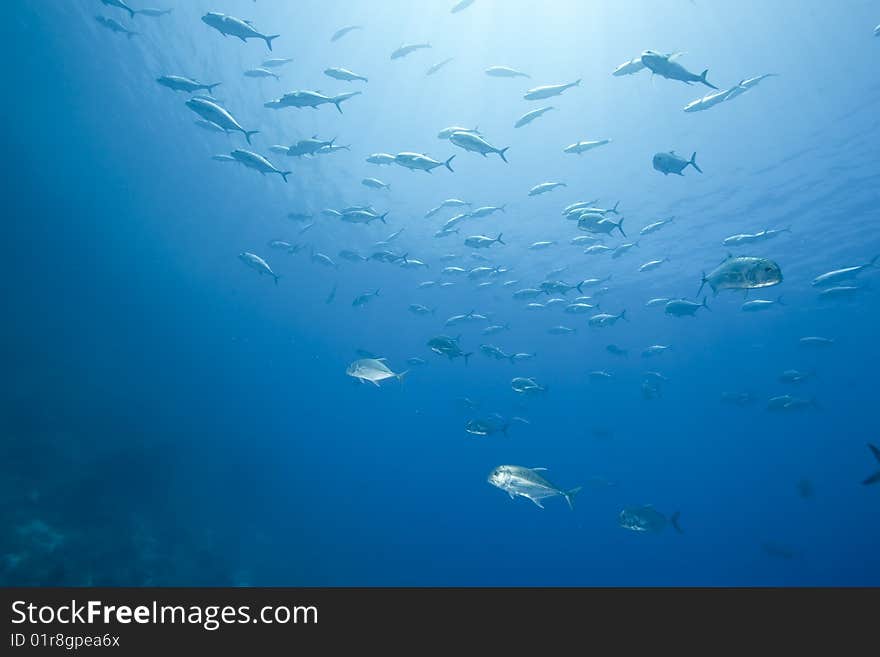 Ocean and giant trevally