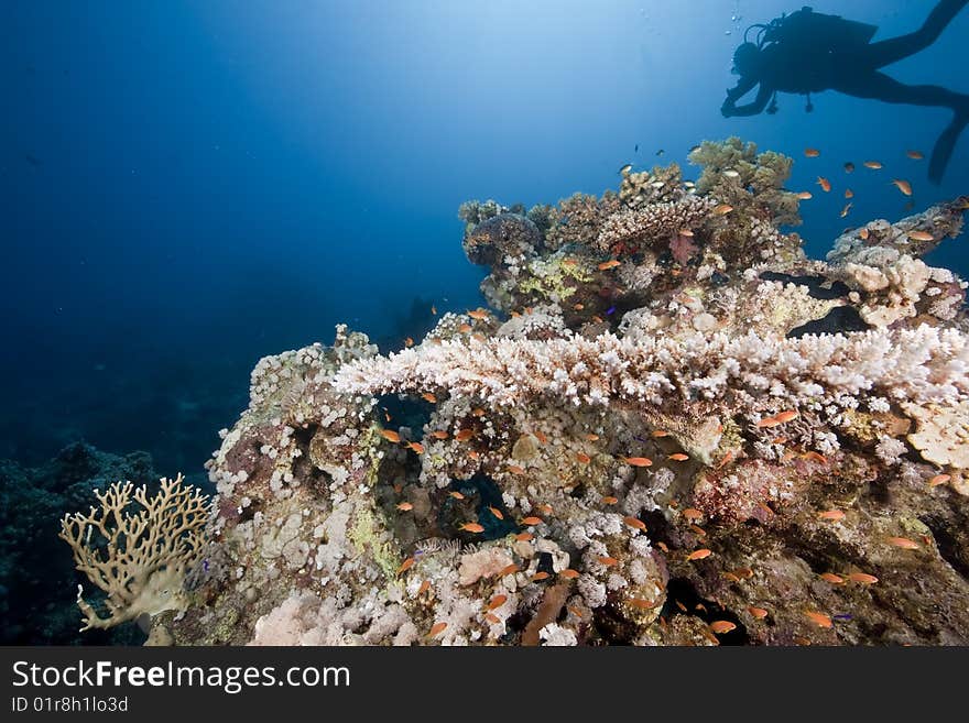 Ocean, coral and a diver taken in the red sea.