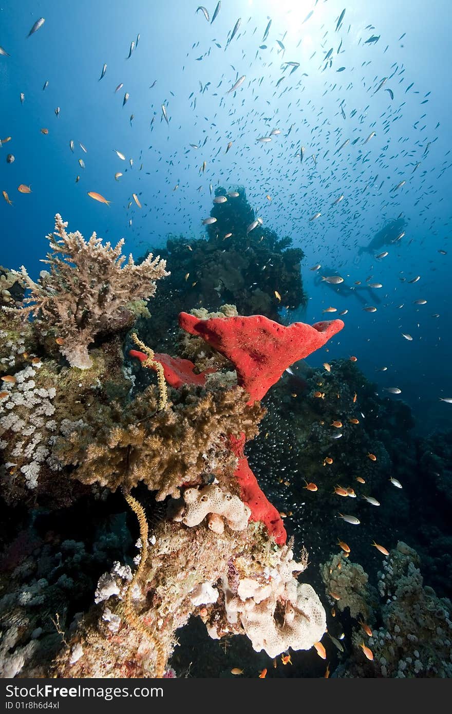 Ocean, coral and sun taken in the red sea.