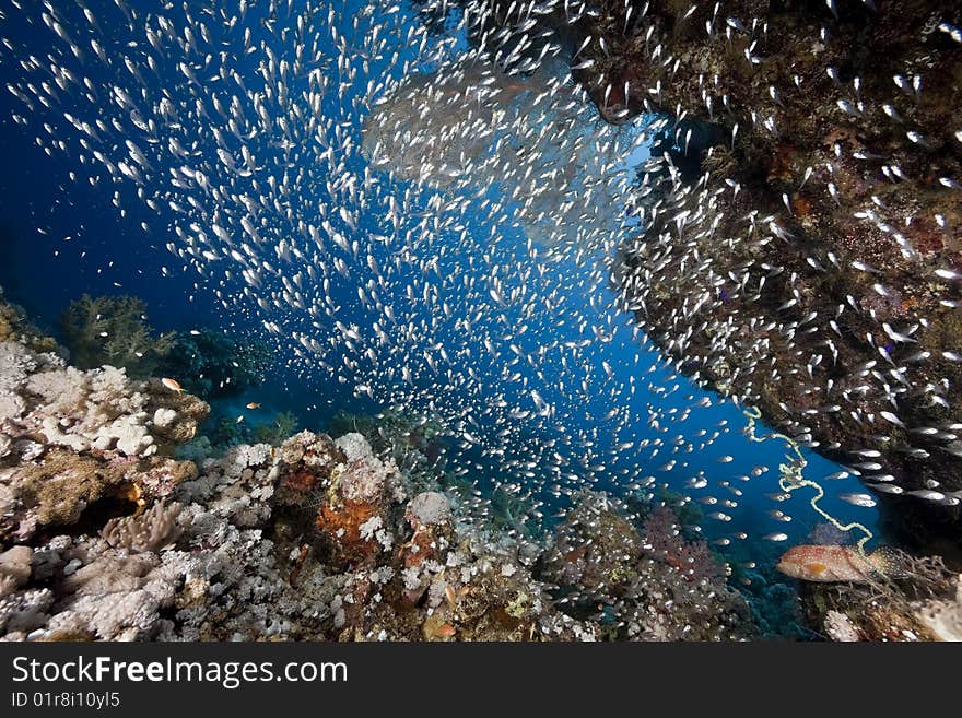 Ocean, coral and sun taken in the red sea.