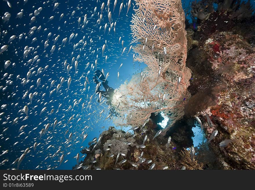 Ocean, coral and sun taken in the red sea.