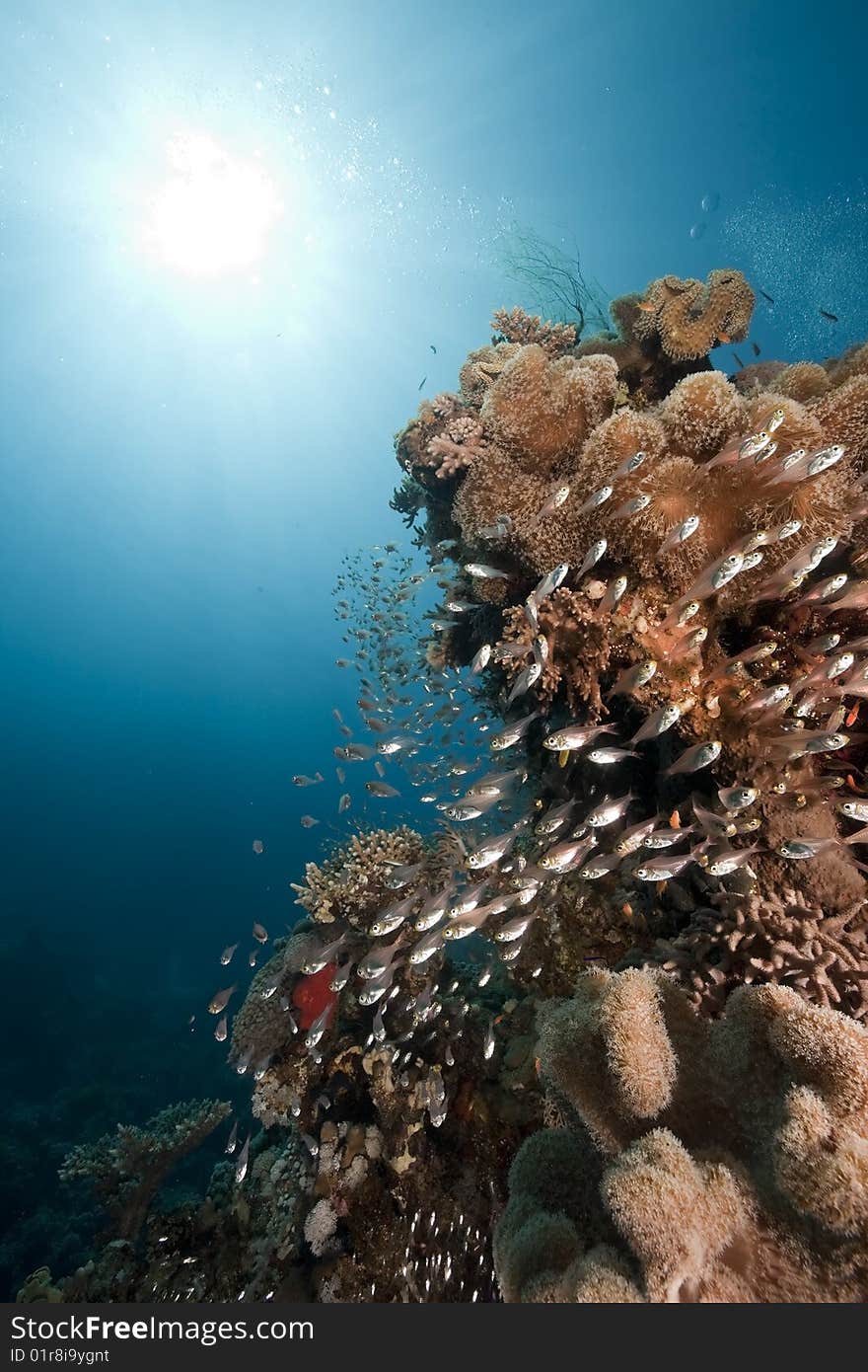 Ocean, coral and sun taken in the red sea.