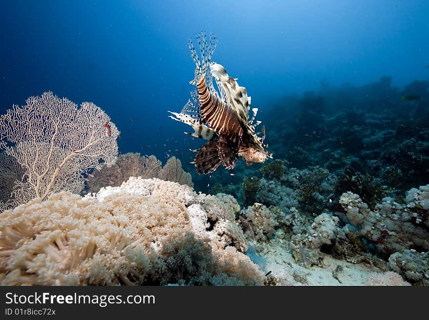 Ocean, coral and sun taken in the red sea.