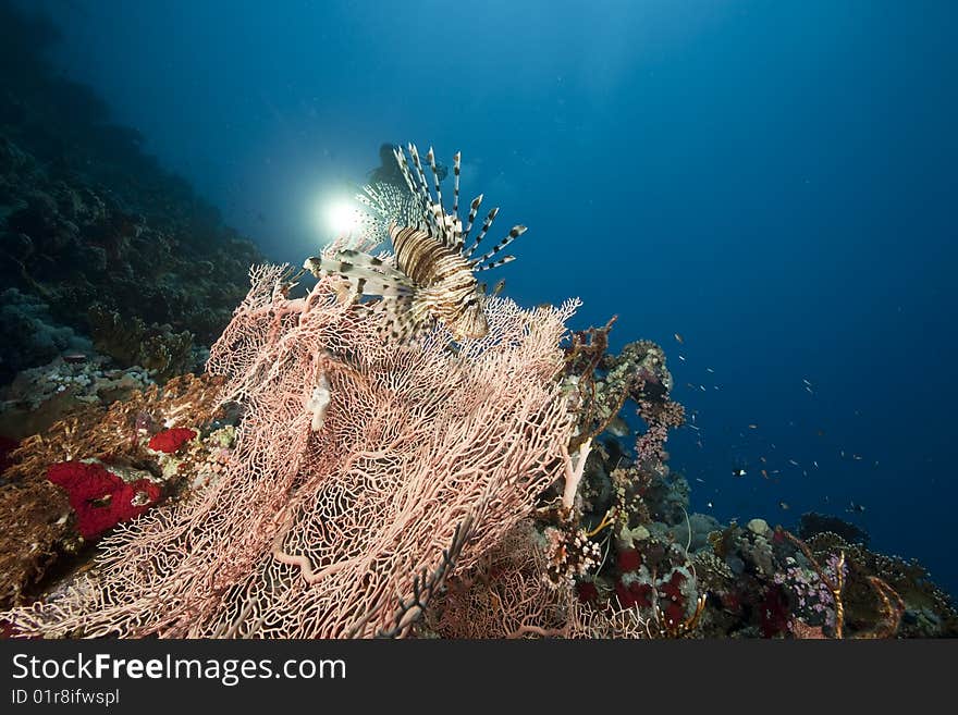 Ocean, Coral And Sun