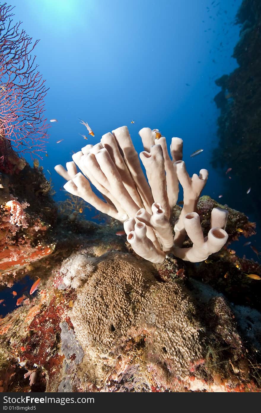 Ocean, coral and sun taken in the red sea.